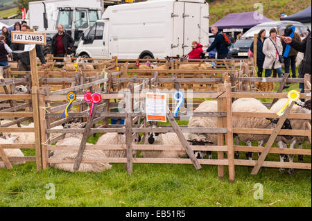 Schafe am Reeth Urteilen zeigen, Swaledale in den Yorkshire Dales in Yorkshire, England, Großbritannien, Uk Stockfoto