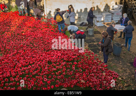 Freiwillige Rembrance Day Mohn aus dem Tower of London Display, 2014, London, England UK entfernen Stockfoto