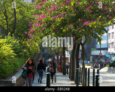 China Hong Kong Tsim Sha Tsui Austin Road mit Bauhinia Blume Orchidee Baum Stockfoto