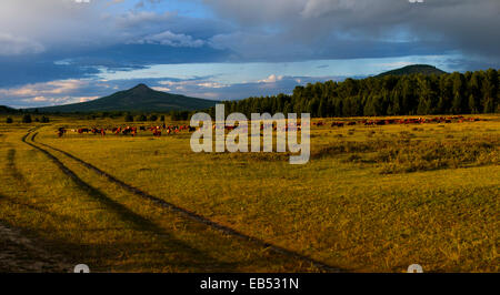 Rinderherden, mongolische Steppe, Mongolei Stockfoto