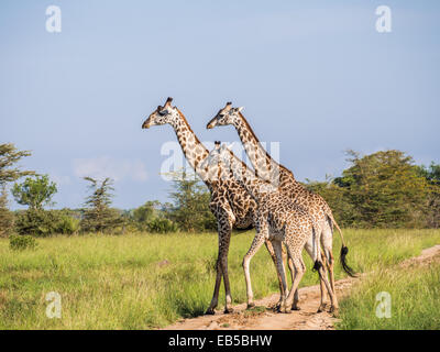 Drei Giraffen überqueren einer Straße auf der Savanne im Serengeti Nationalpark in Tansania, Afrika. Im Querformat. Stockfoto