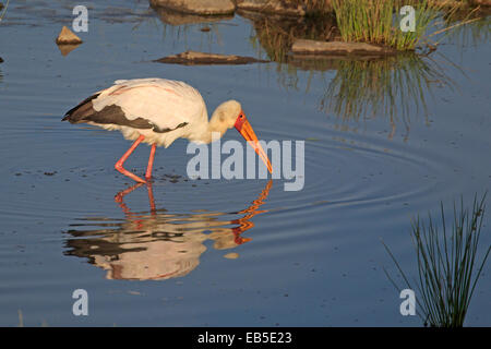 Gelb, Rechnungsempfänger Storch Fütterung in einem Teich Stockfoto