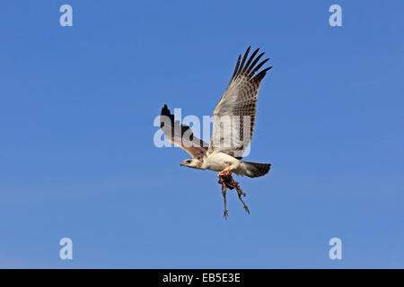 Juvenile Martial Adler im Flug mit Beute Stockfoto