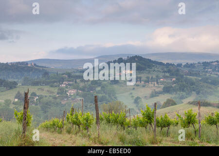 Weinberge in der Nähe von San Gimignano, Toskana. Die Stadt ist bekannt für den Weißwein Vernaccia di San Gimignano. Stockfoto