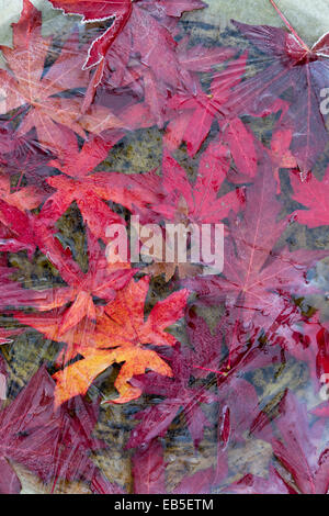 Gefrorene Herbst gefallenen rot Acer lässt in einem Vogelbad Stockfoto