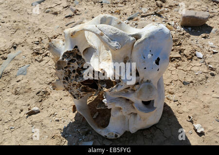 Schädel, Skelett und Überreste eines Toten afrikanischen Elefanten gefunden im Skeleton Coast, die Namib, Namibia, Afrika. Stockfoto