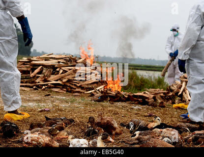 Kerala, Indien. 26. November 2014. Hunderte von Vogelgrippe, die betroffenen Enten zerstört werden, indem man bei Brand in Vogelgrippe betroffen Alappuzha Distrikt im indischen Bundesstaat Kerala am 26. November 2014. Kerala hat beschlossen, mehr als zwei Lakh Enten, anscheinend betroffen von der Vogelgrippe, als Teil der Regierung Maßnahme zur Ausbreitung der Vogelgrippe auf den Menschen zu stoppen zu Keulen. Bildnachweis: Stringer/Xinhua/Alamy Live-Nachrichten Stockfoto