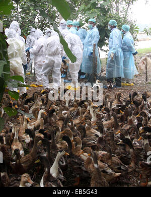 Kerala, Indien. 26. November 2014. Menschen tragen Schutzanzüge vor Keulung Vogel Grippe betroffen Enten in Vogelgrippe Alappuzha Distrikt im indischen Bundesstaat Kerala am 26. November 2014 betroffen. Kerala hat beschlossen, mehr als zwei Lakh Enten, anscheinend betroffen von der Vogelgrippe, als Teil der Regierung Maßnahme zur Ausbreitung der Vogelgrippe auf den Menschen zu stoppen zu Keulen. Bildnachweis: Stringer/Xinhua/Alamy Live-Nachrichten Stockfoto