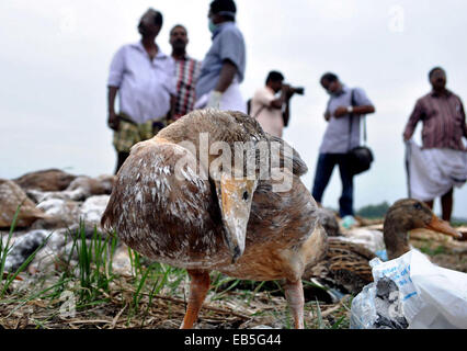 Kerala, Indien. 26. November 2014. Vogelgrippe, die betroffenen Enten, von den lokalen Farm-Besitzern in Vogelgrippe zerstört werden betroffen Alappuzha Distrikt im indischen Bundesstaat Kerala am 26. November 2014. Kerala hat beschlossen, mehr als zwei Lakh Enten, anscheinend betroffen von der Vogelgrippe, als Teil der Regierung Maßnahme zur Ausbreitung der Vogelgrippe auf den Menschen zu stoppen zu Keulen. Bildnachweis: Stringer/Xinhua/Alamy Live-Nachrichten Stockfoto