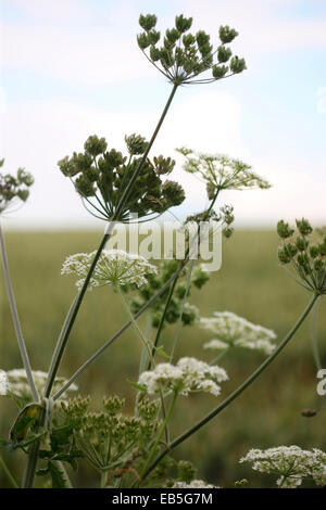 pflanzliche Blume, gemeinsame Bärenklau in der englischen Landschaft Jane Ann Butler Fotografie JABP1275 Stockfoto