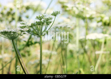 Hecke und Landschaft Wildblumen - gemeinsame Bärenklau Jane Ann Butler Fotografie JABP1277 Stockfoto