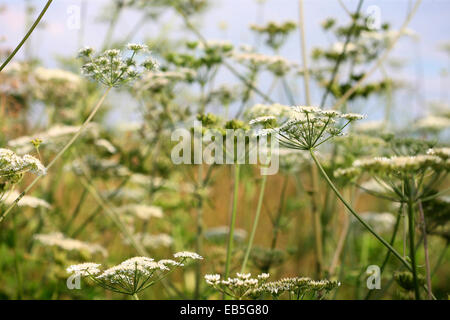 Hecke und Landschaft Wildblumen - gemeinsame Bärenklau, eine pflanzliche Blume Jane Ann Butler Fotografie JABP1369 Stockfoto