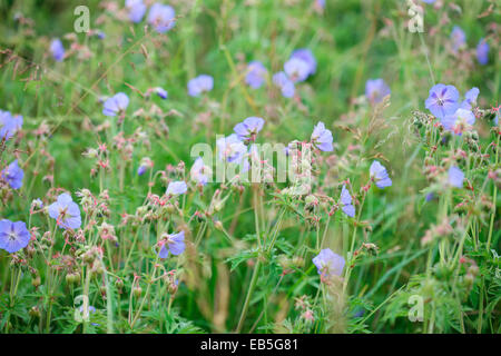 unbeschwerte Wiese Storchschnabel eine Sommer-Wildblumen Jane Ann Butler Fotografie JABP1274 Stockfoto