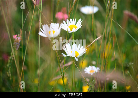 Wildblumen, charmante Ochsen-Auge Diasies, in einer gemischten Blumenwiese Jane Ann Butler Fotografie JABP1364 Stockfoto