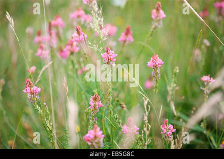 aromatische Esparsette, rosa kegelförmigen Wildblumen Wiese Jane Ann Butler Fotografie JABP1365 Stockfoto