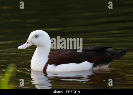 Radjah Brandgans (Tadorna Radjah) Stockfoto