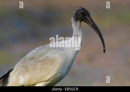 Australische White Ibis (Threskiornis Molukken) Stockfoto