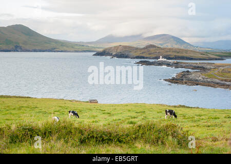 Kuh Essen in eine Seenlandschaft in einem bewölkten Tag in Valentia Island, Ring of Kerry, Irland Stockfoto