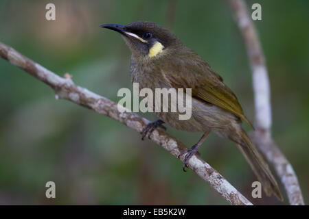 Lewins Honigfresser (Meliphaga Lewinii) Stockfoto