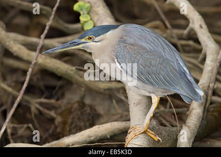 Gekerbten Heron (Butorides Striatus) Stockfoto