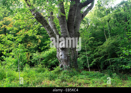 Die Knightwood Eiche, eine 500 Jahre alte beschnitten Pedunculate (Englisch) Eiche, Quercus Robur, der größte Baum im New Forest Stockfoto