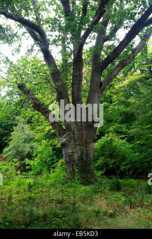 Die Knightwood Eiche, eine 500 Jahre alte beschnitten Pedunculate (Englisch) Eiche, Quercus Robur, der größte Baum im New Forest. Stockfoto