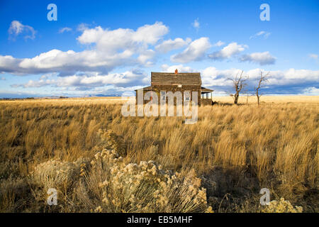 Eine Depression Ära Landhaus in einem verlassenen Weizenfeld in der Nähe von Madras, Oregon, ca. 1920er Jahre Stockfoto