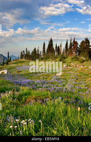 Paradise Park, Mt Rainier National Park, Wa Stockfoto