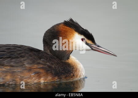 Crested Grebe Ente (Podiceps Cristatus) schwimmend auf dem Wasser Stockfoto