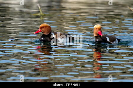 Zwei männliche rot-crested Tafelenten Enten (Netta Rufina) schwimmt auf dem Wasser Stockfoto