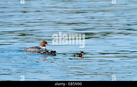 Weiblicher Gänsesäger (Mergus Prototyp) und Babys auf dem Rücken schwimmen auf dem Wasser Stockfoto