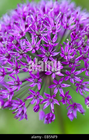 ALLIUM HOLLANDICUM PURPLE SENSATION Stockfoto