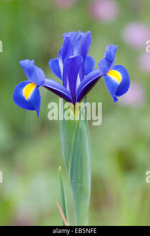 IRIS HOLLANDICA PROFESSOR BLAAUW Stockfoto