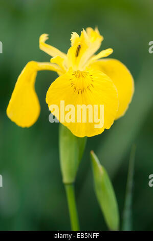 IRIS PSEUDACORUS Stockfoto