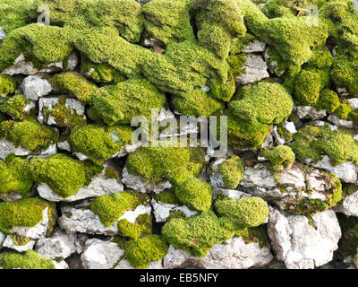 Ein Abschnitt des Mauerwerks Trockenmauern bedeckt in Moos Stockfoto