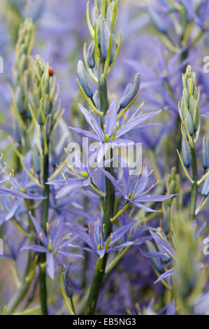 CAMASSIA LEICHTLINII Stockfoto