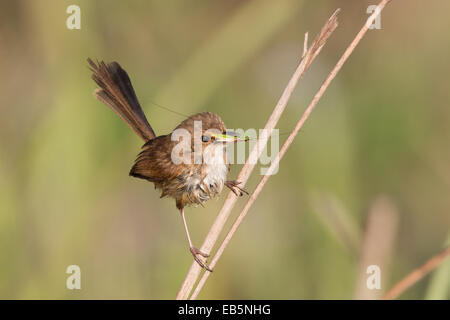 weiblich / unreife männliche Red-backed Staffelschwanz (Malurus Melanocephalus) den Transport von Insekten Beute zurück zum nest Stockfoto