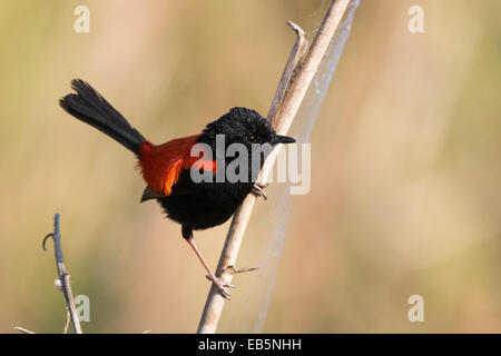 Erwachsene männliche Red-backed Staffelschwanz (Malurus Melanocephalus) thront auf einem Reed-Stiel Stockfoto