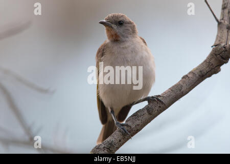 Rufous-throated Honigfresser (Conopophila Rufogularis) Stockfoto