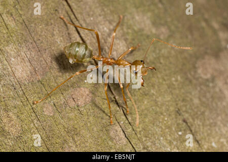 Grüner Baum Ant (Oecophylla Smaragdina) Stockfoto