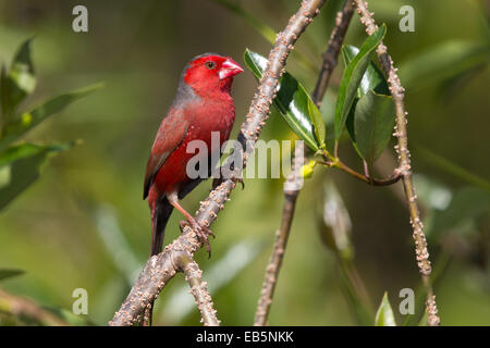 männliche Crimson Finch (Neochima Phaeton) thront auf einem Ast Stockfoto