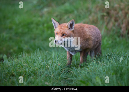 Männlichen europäischen Rotfuchs stalking in Grünland Stockfoto