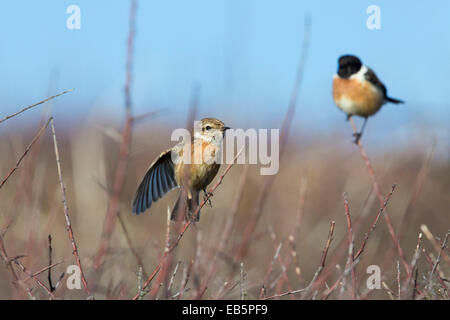 Schwarzkehlchen; Saxicola Torquata; Paar; UK Stockfoto