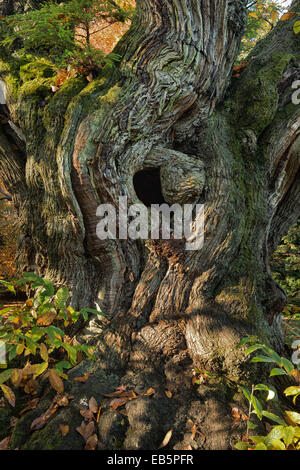 kleinen Eibe Baum Bäumchen beginnt, auf alten knorrigen Edelkastanie Stamm mit einem Loch führt zu einer Kammer zu wachsen Stockfoto