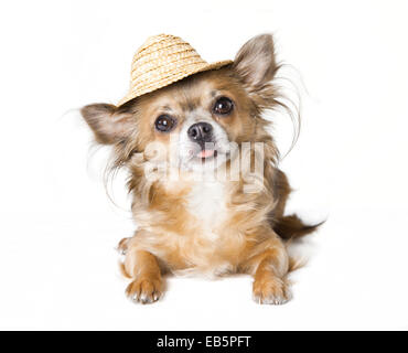 kleine braune Chihuahua Hund mit Sonnenhut gemacht von Stroh, weißer Hintergrund Stockfoto