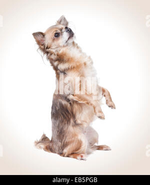 Chihuahua stehend suchen werdende bis Stockfoto