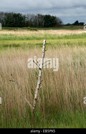 Toten Silver Birch auf Tinker Sümpfe, in der Nähe von Walberswick, Suffolk, England Stockfoto