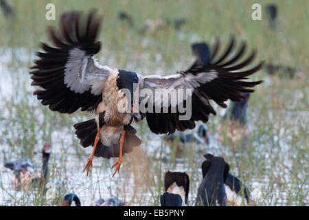 Magpie Goose (Anseranas Semipalmata) Landung Stockfoto
