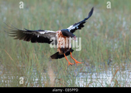 Magpie Goose (Anseranas Semipalmata) Landung Stockfoto