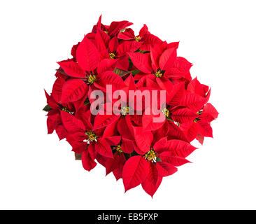 Roten Weihnachtsstern (Euphorbia Pulcherrima) Blume, aka Weihnachten Sterne, Top Aussicht, isoliert auf weiss Stockfoto